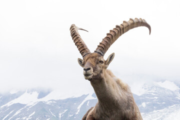 Portrait of an alpine ibex near the Mont Blanc massif.