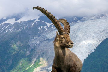Portrait of an alpine ibex near the Mont Blanc massif. - obrazy, fototapety, plakaty