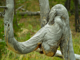 Twisted branch looks like laughing elephant spirit