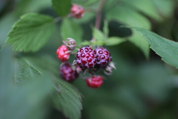 close up raspberry on a bush garden farm