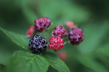 close up raspberry on a bush garden farm
