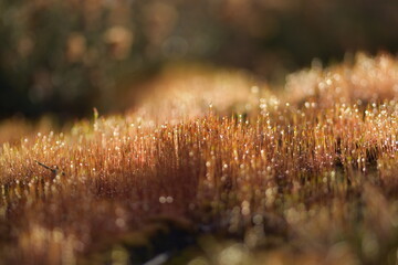 A bed of moss with morning dew
