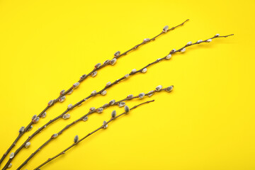 Beautiful pussy willow branches on yellow background
