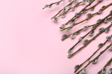 Beautiful pussy willow branches on pink background, closeup