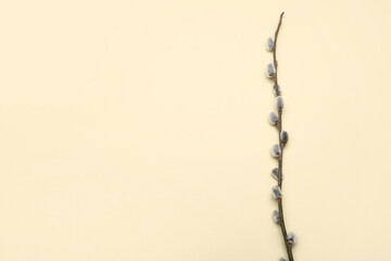Pussy willow branch on color background