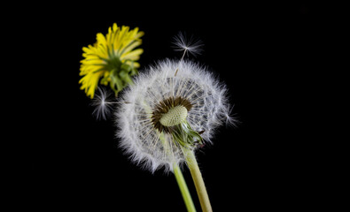  image of dandelion flowers closeup