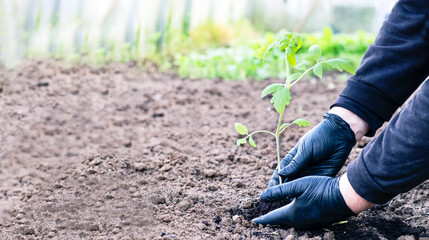 Woman holding the soil with a young plant. Agriculture concept. Copy space