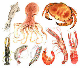 Watercolor seafood. Crawfish Boil, Shrimps, Seafood Fish, Kitchen Watercolor Illustration, printable poster.  Isolated element on a white background. Hand painted in watercolor.
