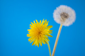  image of dandelion flowers closeup