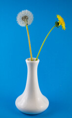 Dandelions in a vase on a blue background