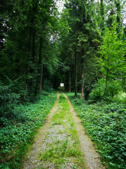 Forest in the Rumlang.