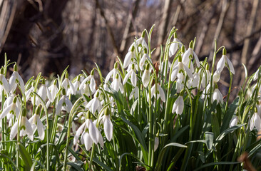 Fototapeta premium Schneeglöckchen