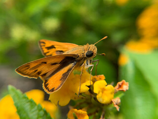 butterfly on flower