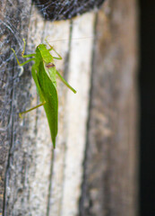 green praying mantis