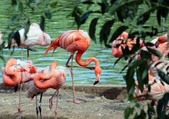 Group of pink flamingos in its natural environment. The largest colony of the pink flamingo