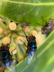 fly on a leaf