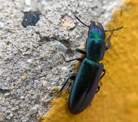 bug on a green leaf