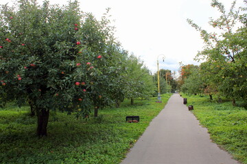 Autumn. Apple harvest on trees on a cloudy day