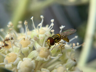 bee on a flower