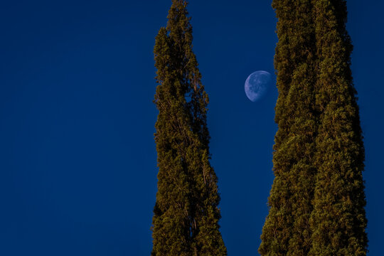 2022-02-22 TWO ROCKY MOUNTAIN JUNIPERS FRAMING THE MOON OUT INTHE EARLY MORNING AGAINST A BRIGHT BLUE SKY IN TUSCON ARIZONA