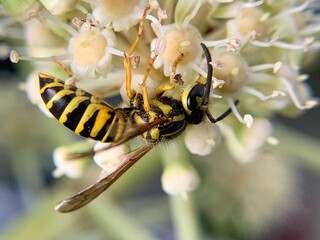 bee on a flower