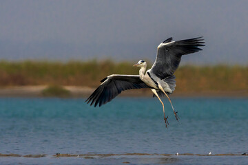 Grey Heron is about to fly 