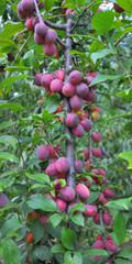 On the branch of the tree ripe plums with pink color of the fruit.