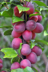 On the branch of the tree ripe plums with pink color of the fruit.