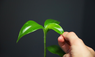 holding indoor plant leaf. green pot on black background.