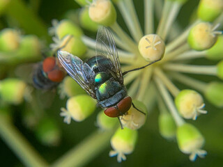 fly on a leaf