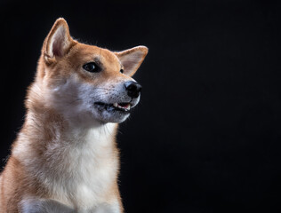 portrait of shiba inu on a black background