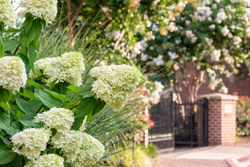 Hydrangeas in a beautiful garden along gated path with flowering tree and brick post in background