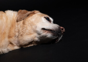 portrait of an old labrador on a black background