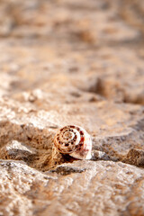 Spiral snail's shell on the stone