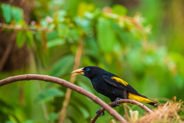 A feeding Yellow-rumped cacique
