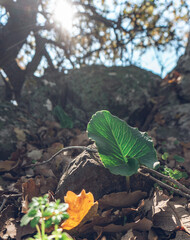autumn leaves in the forest