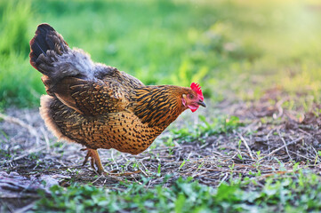 Young, amazingly beautiful chicken breed Kuchinskaya-anniversary walks in the yard, her light fluff illuminates the spring sunset.