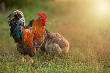 Beautiful cockerel with a golden mane walks with his chickens in the garden - obrazy, fototapety, plakaty