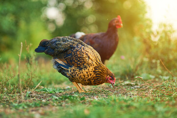 Golden hen foraging in the garden