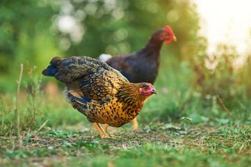Beautiful golden hen walking in the garden in the sun light
