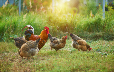 Golden cock with and his hens foraging in the garden in the sun