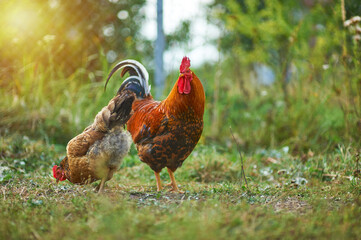 Beautiful cock and his hen lazily walking in grass in the garden in the soft rays of sunset