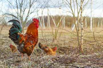Beautiful red cockerel and his hens walking in the garden