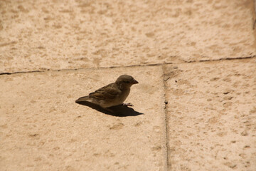A close up of a Sparrow