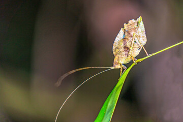 An Amazonian insect disguised as a dead leaf
