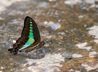 Common jay
