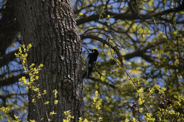 woodpecker on tree