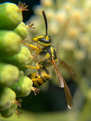 bee on yellow flower