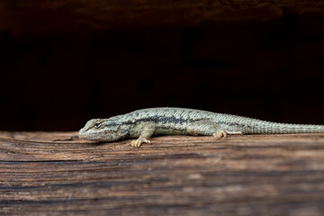 green lizard on a log with black background