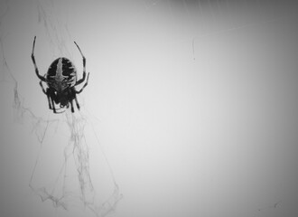 spider on the web